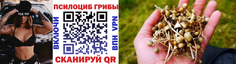 Галлюциногенные грибы Psilocybe  как найти наркотики  KRAKEN как войти  Шагонар 
